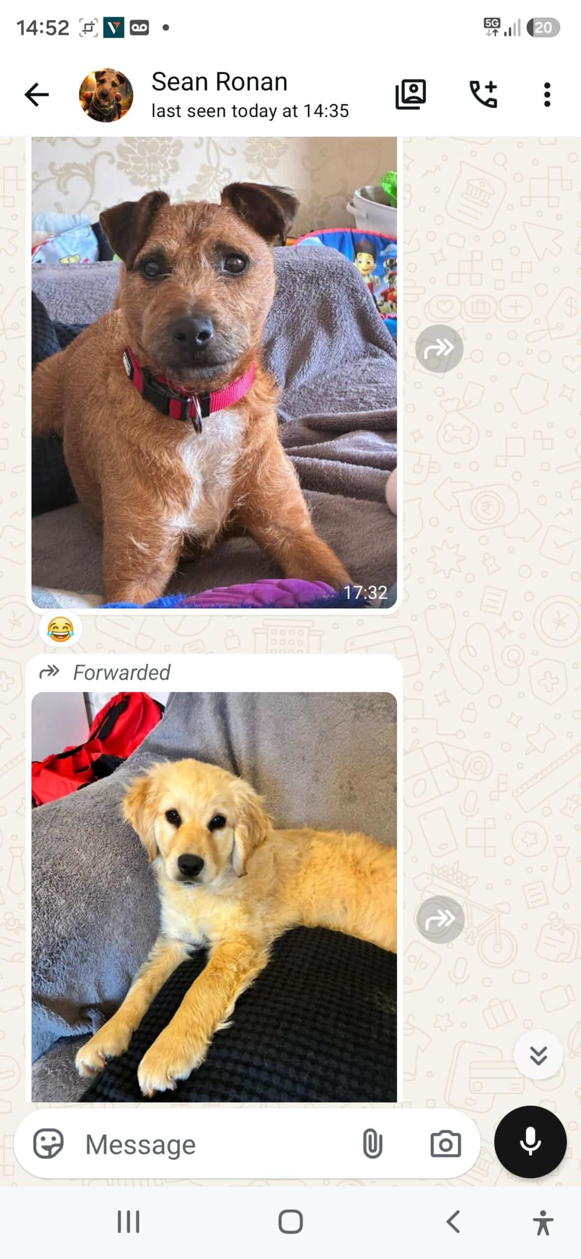 Lucy the puppy together with Harvey the terrier
