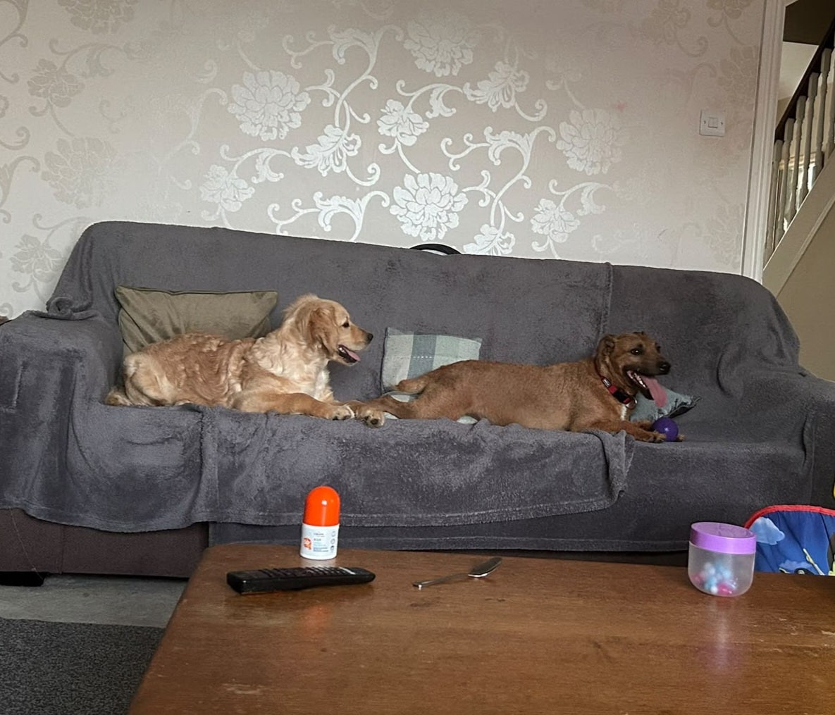 Lucy and Harvey making progress together in the family home