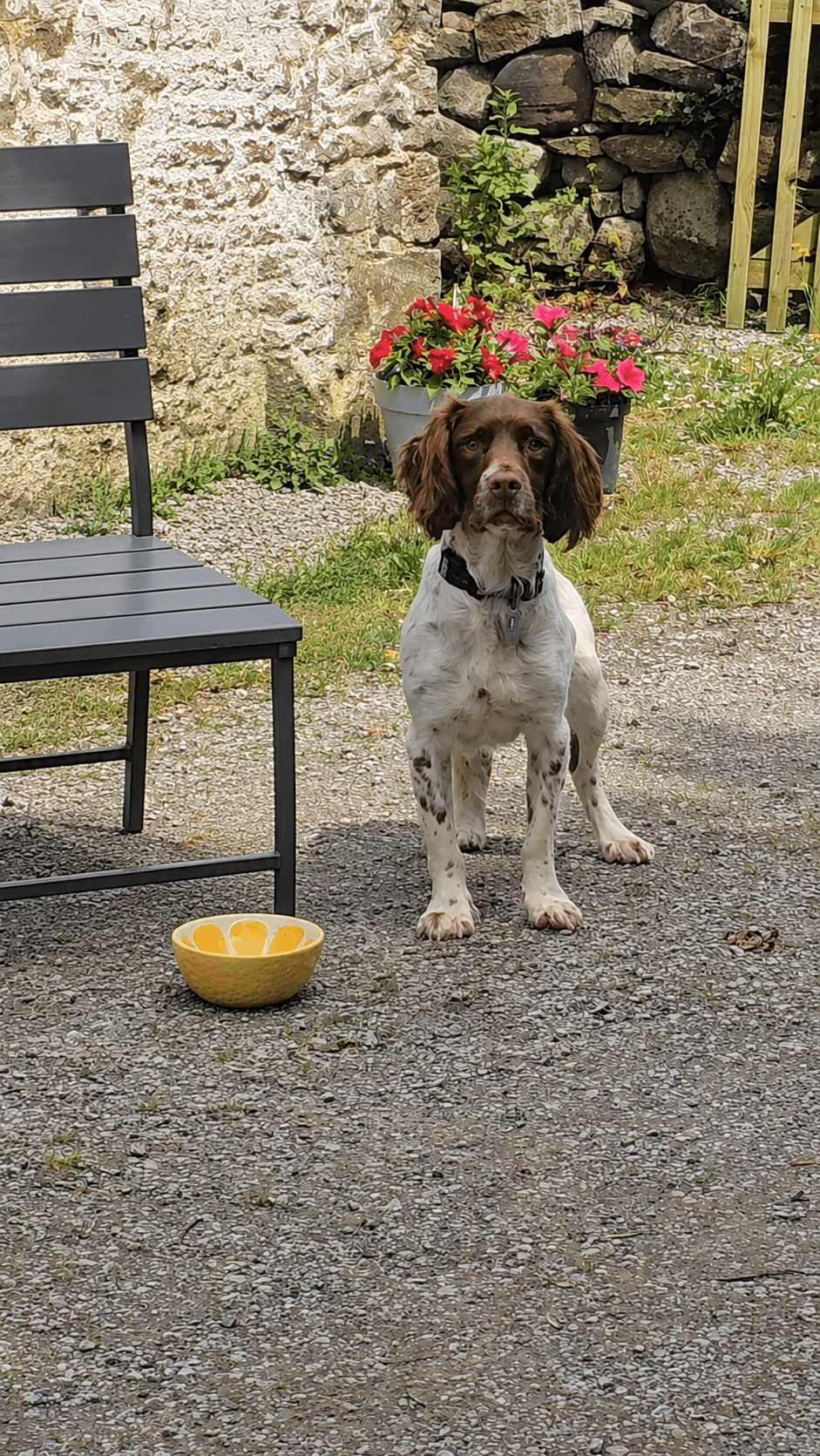 Joey the Springer Spaniel during his behaviour case study