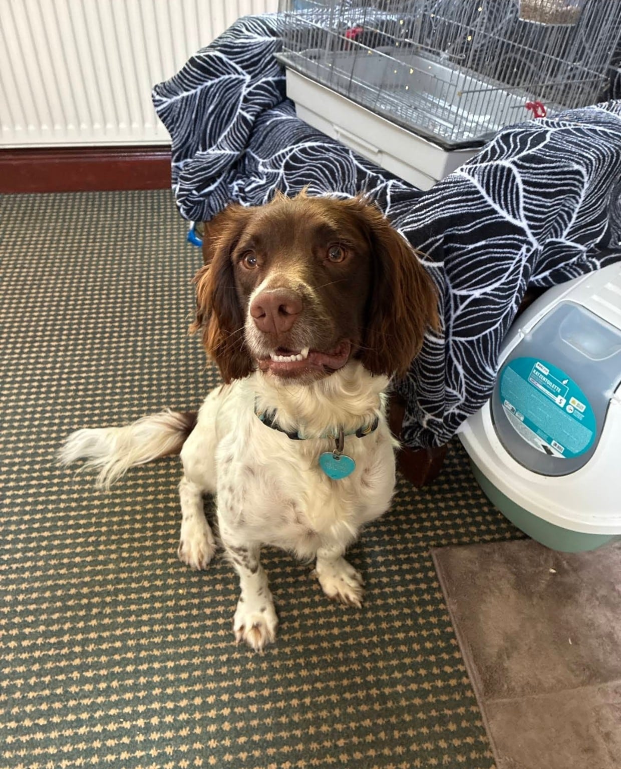 Joey the Springer Spaniel after behaviour support